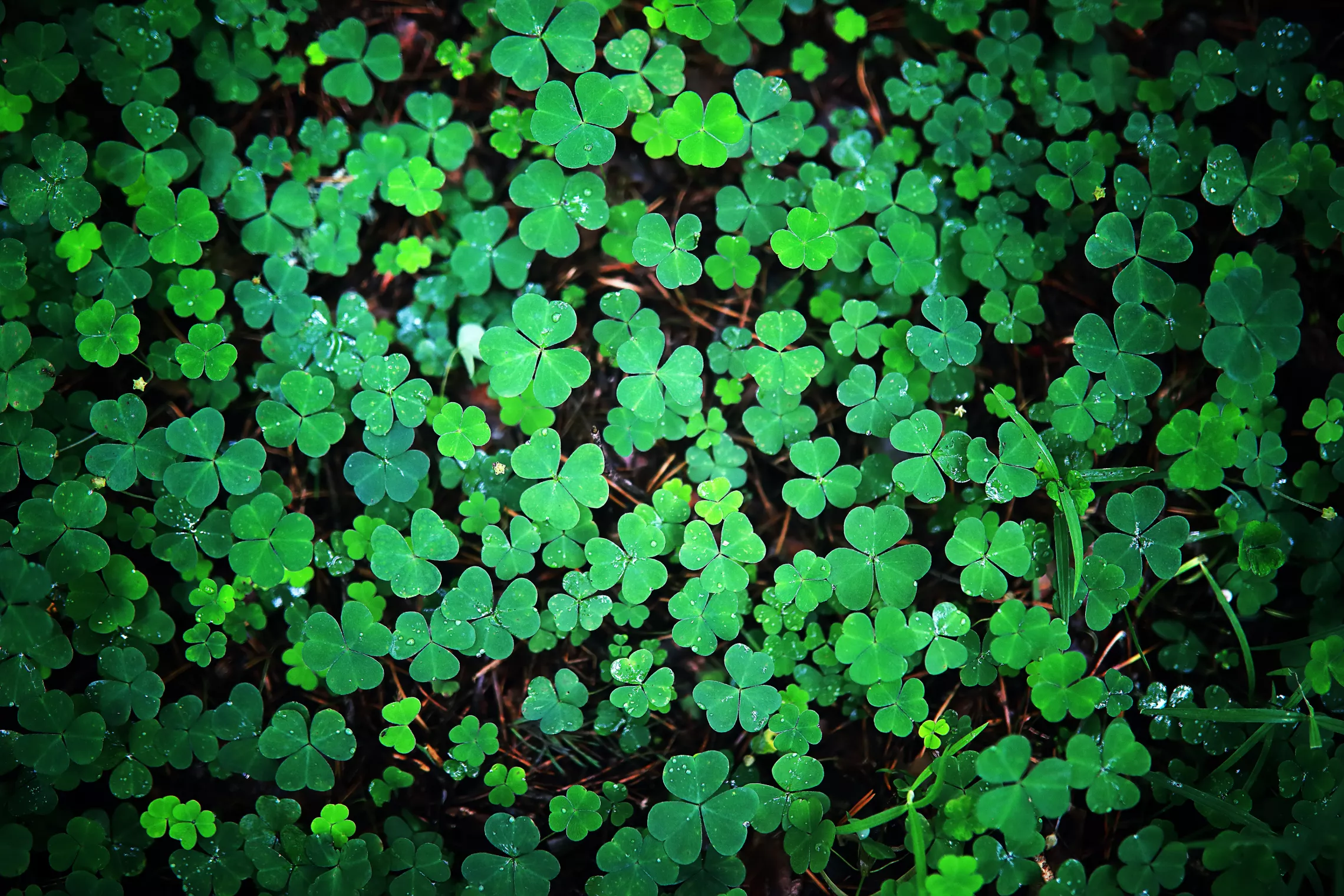 St Patrick's Day ADOBE