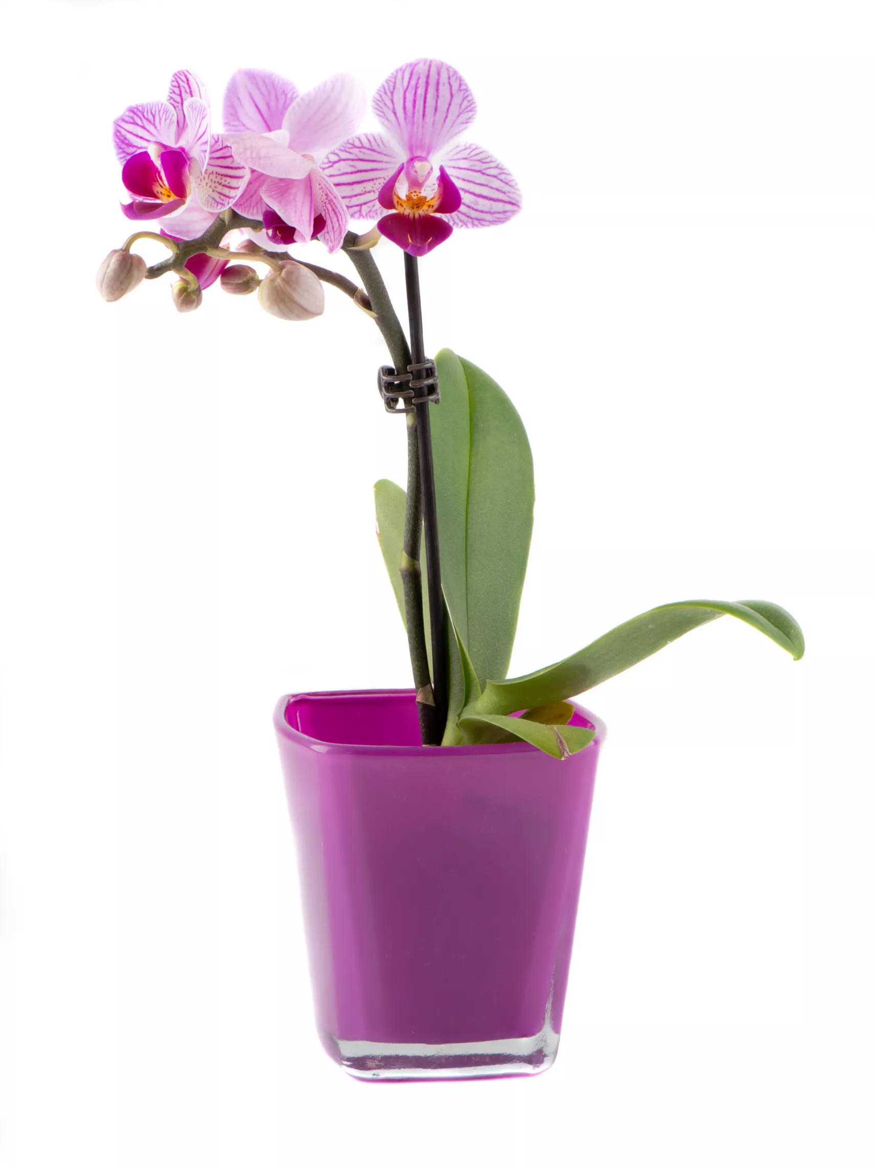 Flower Pot ADOBE