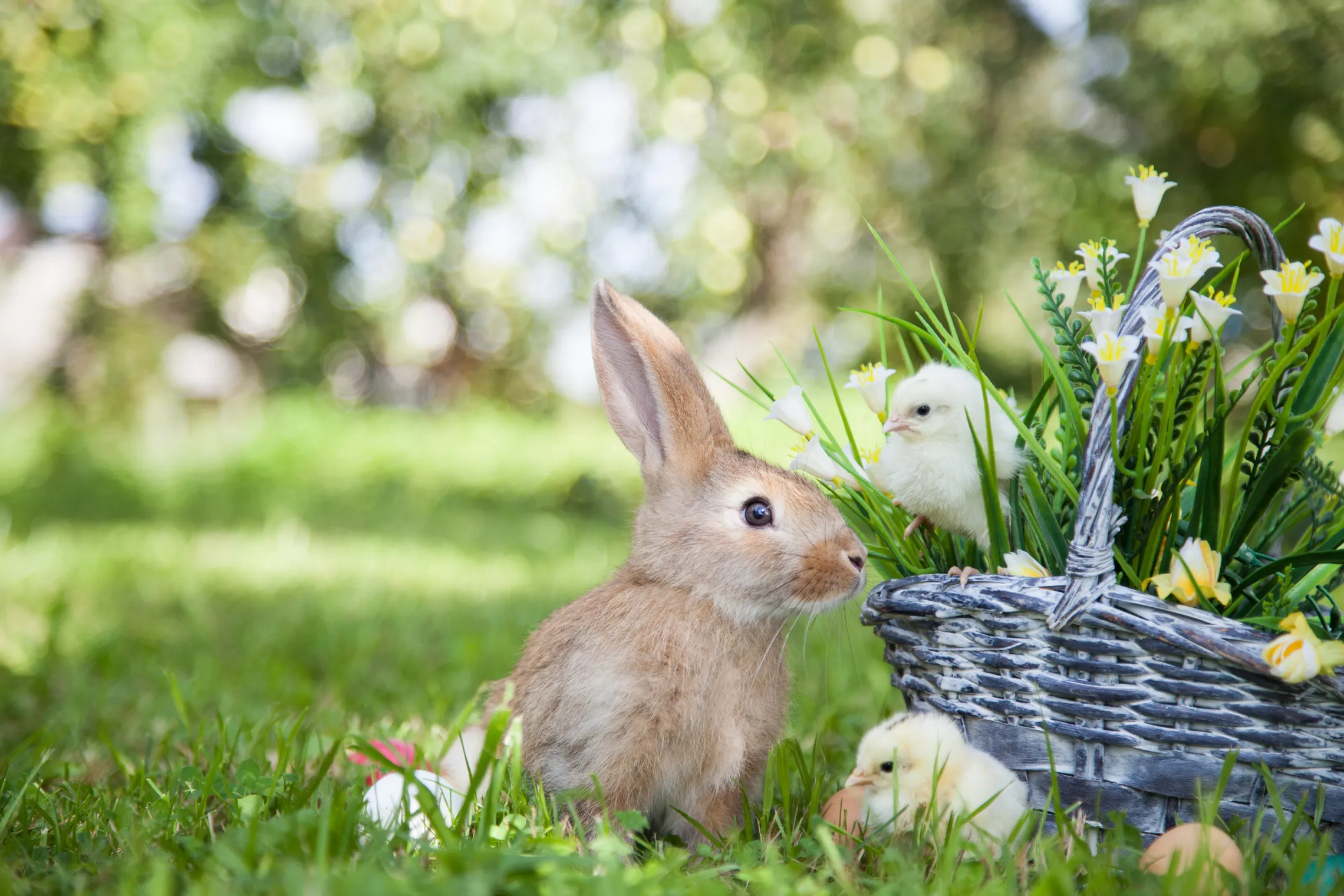 Easter Bunny with Basket